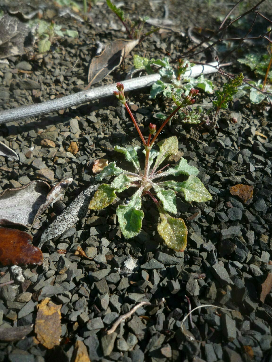 High Resolution Eriogonum baileyi Bud